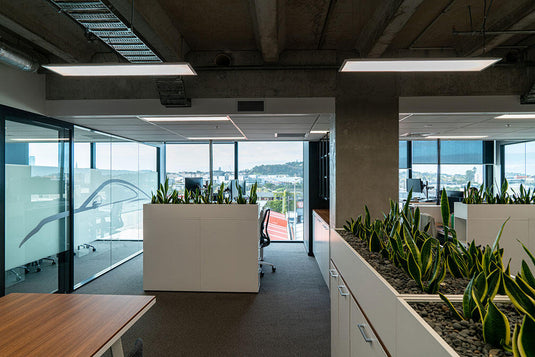 Porsche - Auckland